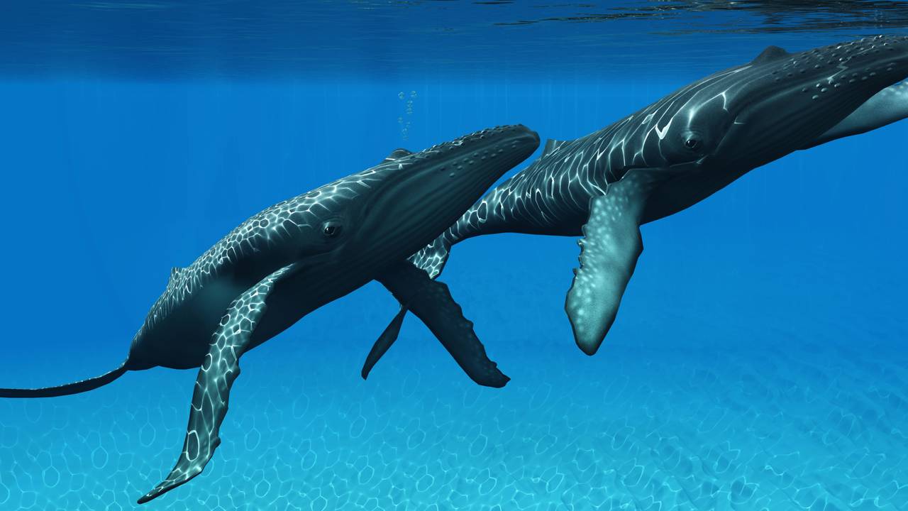 Flagrante inédito mostram o ritual hipnótico de duas gigantes do mar