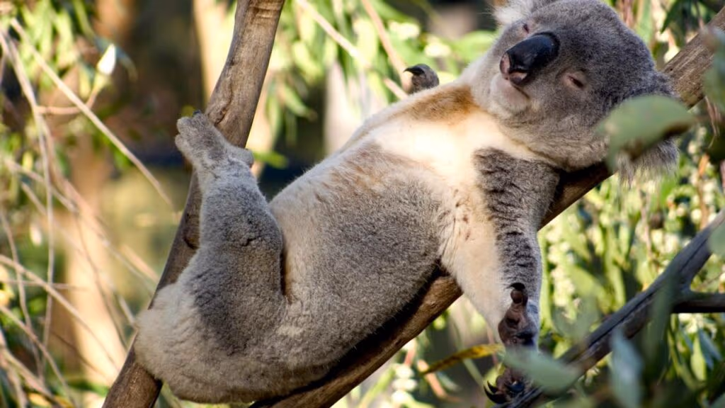 Esse bicho tem impressões digitais iguais às suas e a ciência explica