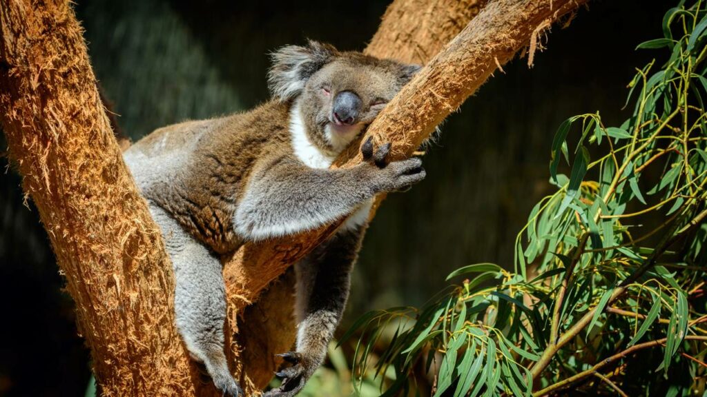 Esse bicho tem impressões digitais iguais às suas e a ciência explica