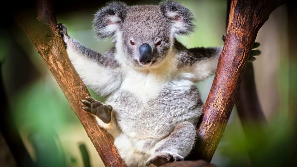 Esse bicho tem impressões digitais iguais às suas e a ciência explica