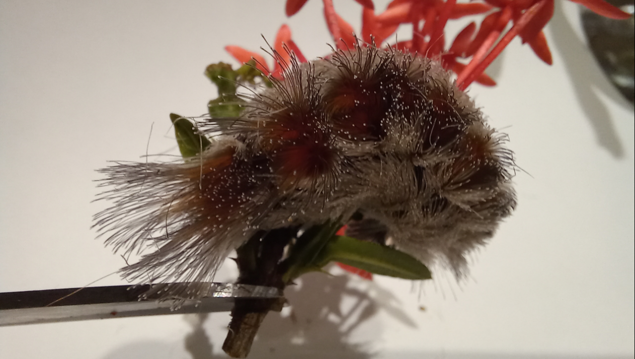 Esse inseto pequeno e fofinho pode te mandar pro hospital em um simples toque