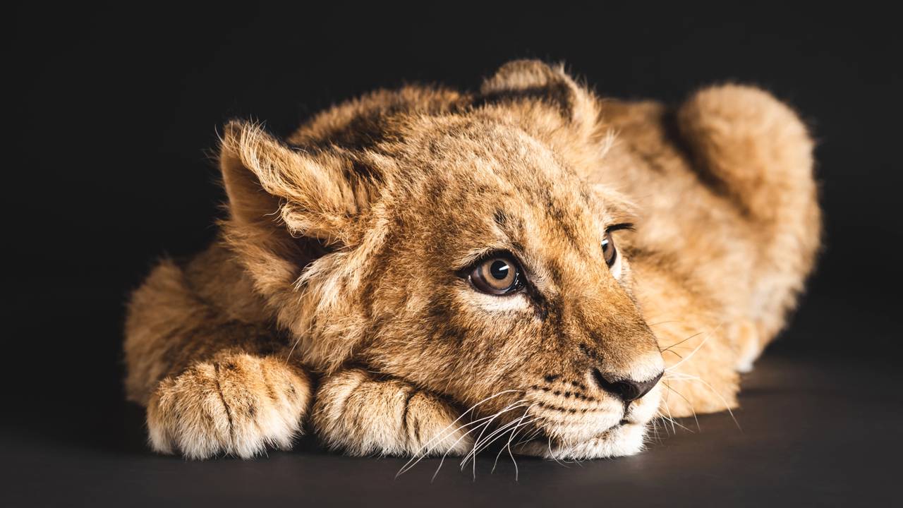 Criaturas híbridas desafiam a natureza