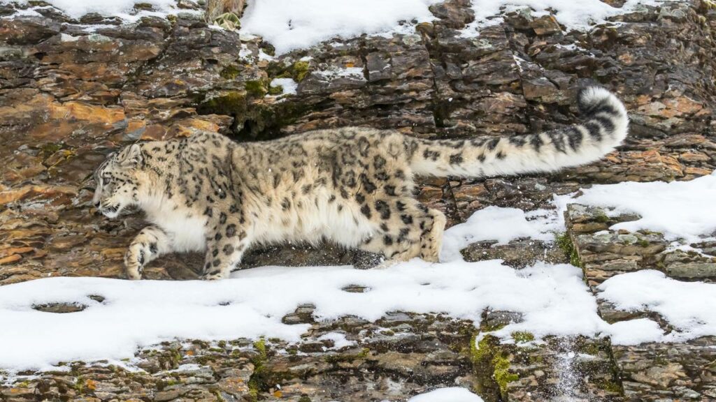 Esquiadora é atacada por leopardo-das-neves ao tentar tirar selfie com o animal