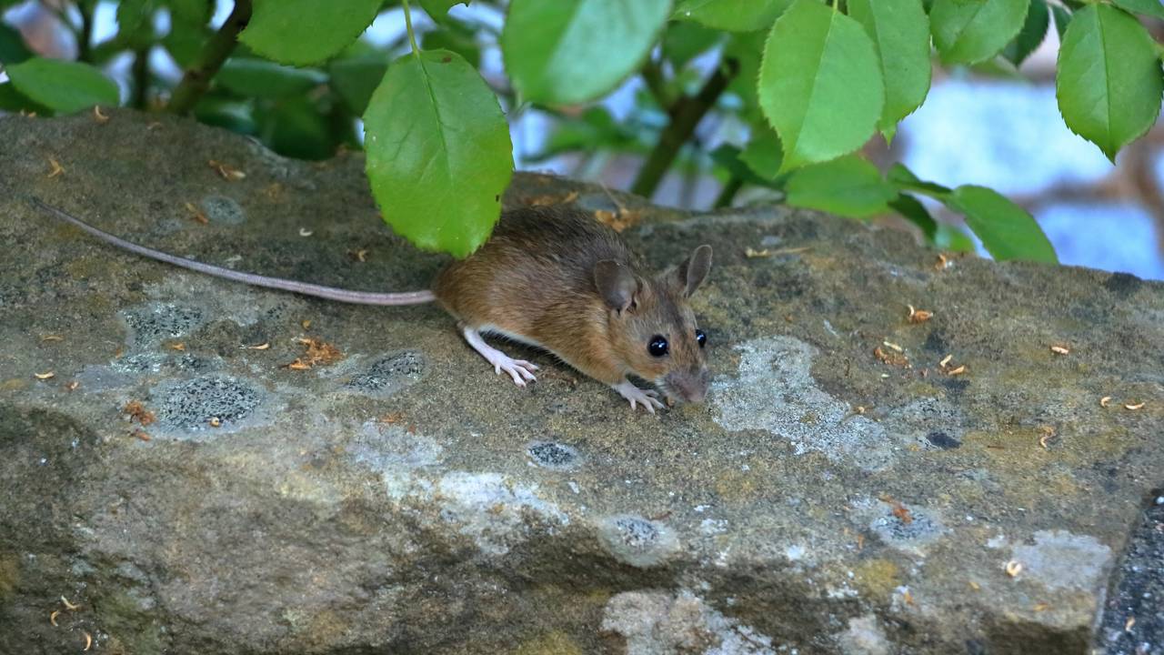 Furacão Melissa causa surto de leptospirose na Jamaica