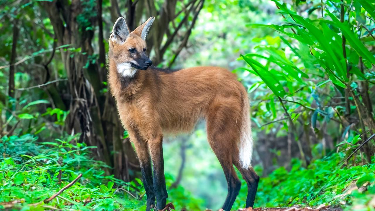 Influenciador tem encontro surpreendente com animal em extinção