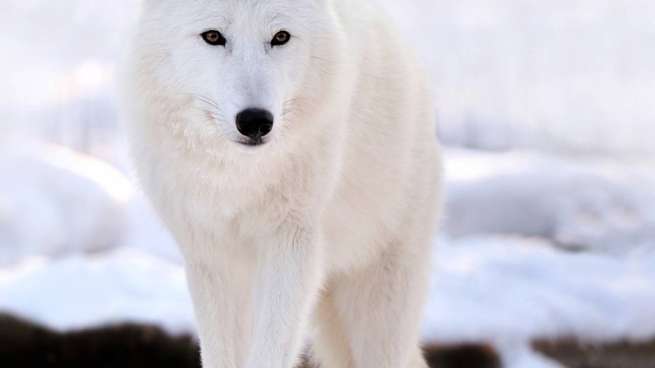 Fotógrafos vivem experiência inesquecível ao serem cercados por lobos do ártico