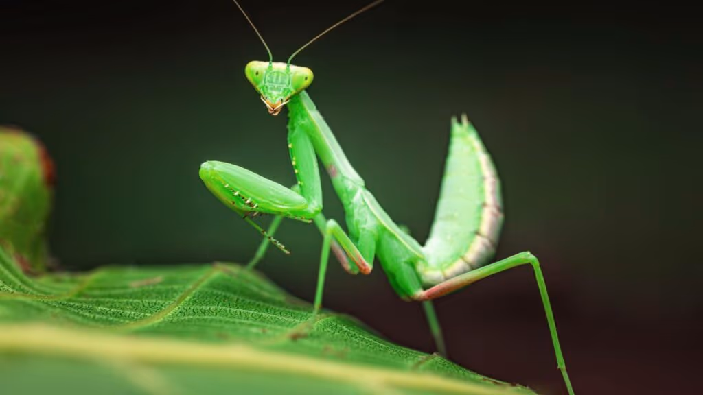 Vídeo chocante mostra “Parasita Alienígena” saindo de um louva-a-deus