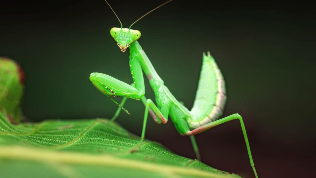 Vídeo chocante mostra “Parasita Alienígena” saindo de um louva-a-deus