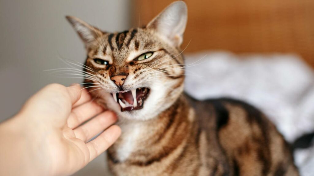 Se seu gato faz uma dessas coisas, pode ser que ele não goste muito de você