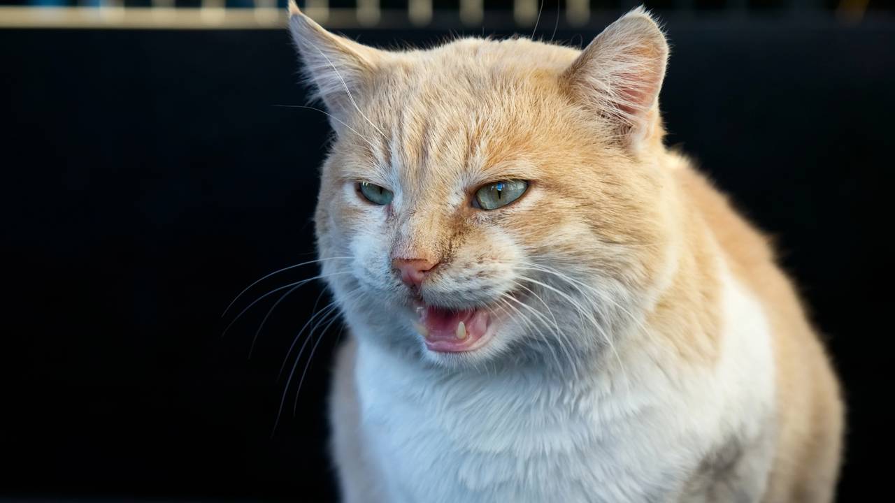 Tem coisas que você faz todo dia e seu gato detesta