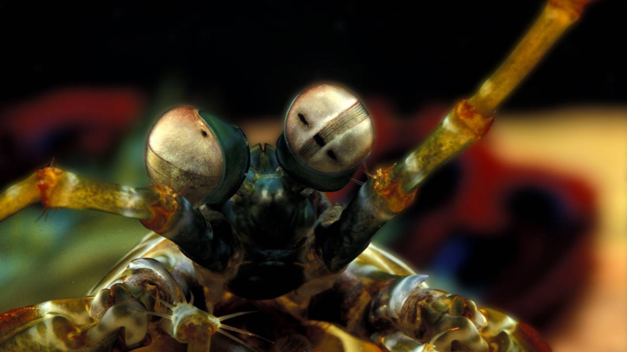 Esse camarão soca mais rápido que bala de revólver