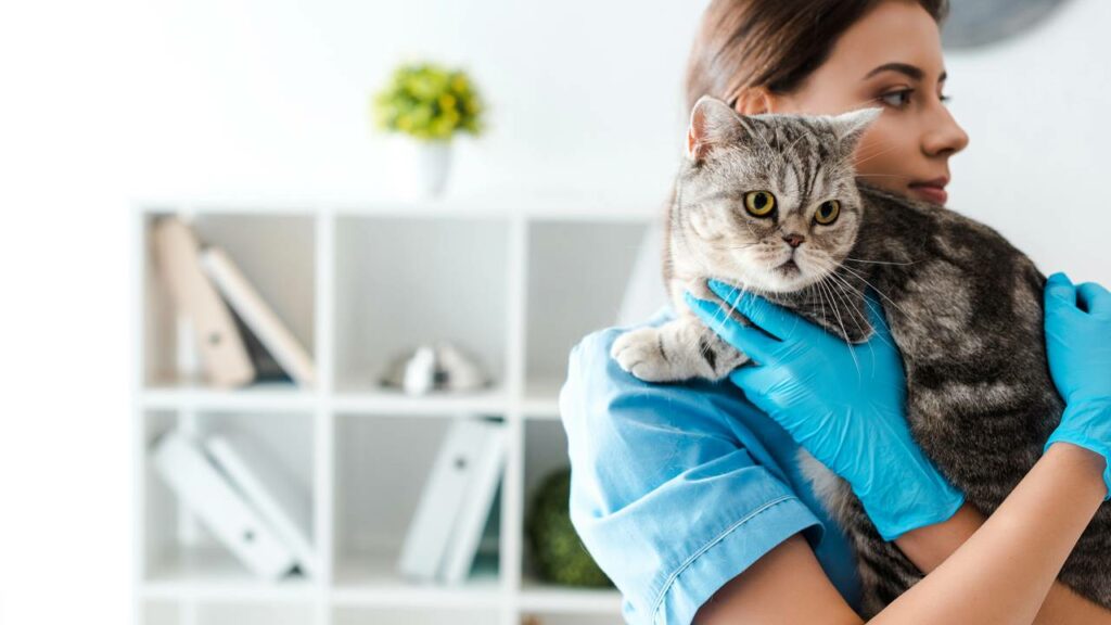 Ao apresentar qualquer sintoma persistente, é recomendado consultar um médico veterinário - Créditos: depositphotos.com / VitalikRadko
