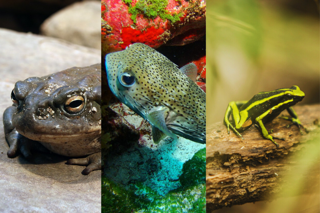 O sapo Bufo, o Baiacu e o Ameerega trivittata são grandes exemplos de espécies que utilizam toxinas naturais como forma de proteção ou arma - Créditos: Holger Krisp // Ronaldo Guillen // Marina García Burgos / Wikimedia Commons