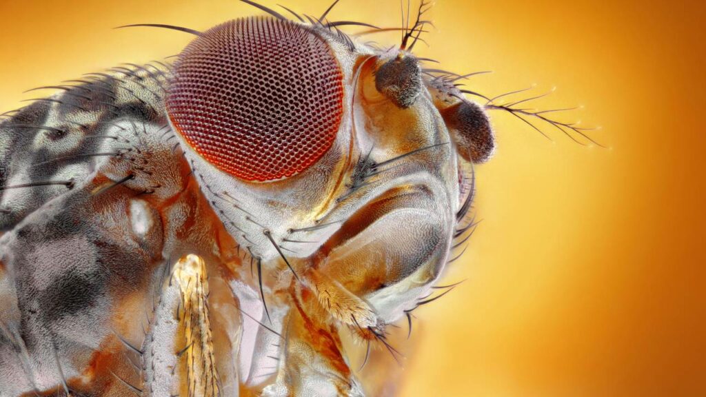 5 animais que não dormem e um deles nós comemos frequência