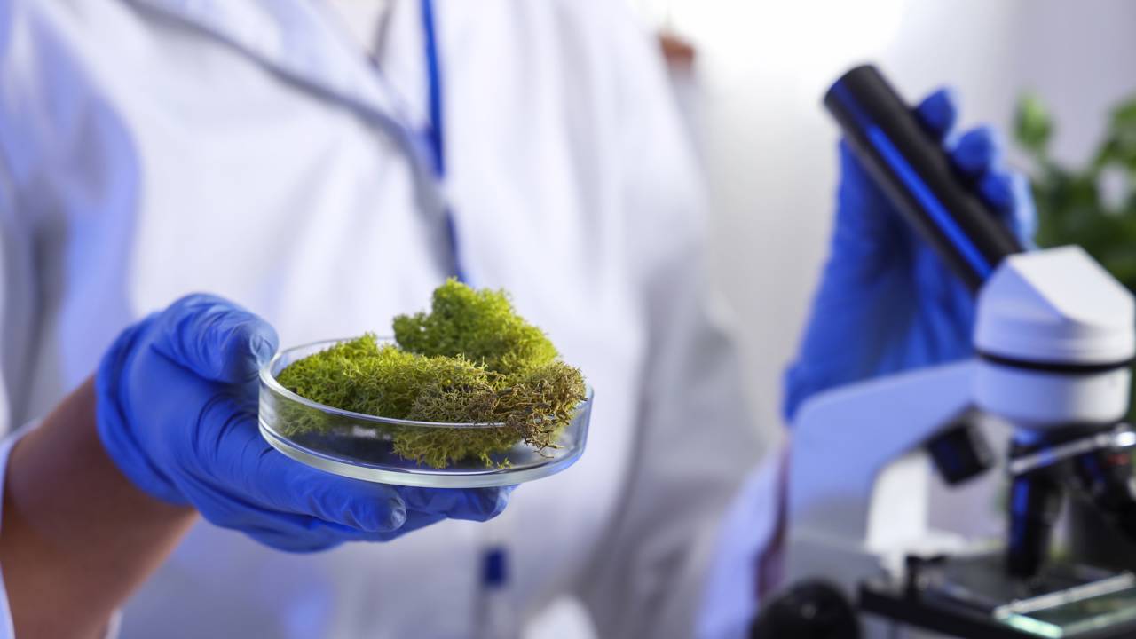 Esse musgo sobreviveu nove meses no espaço, enfrentando radiação e vácuo extremo