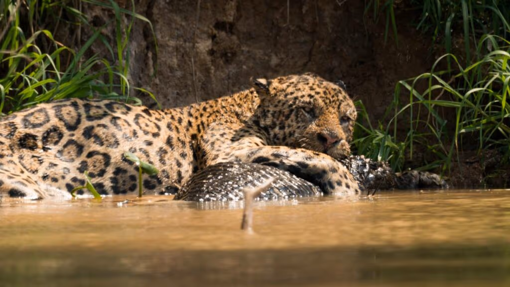 Onça-pintada ataca jacaré e o domina com um único movimento