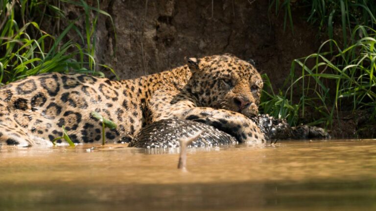 Imagem Destaque