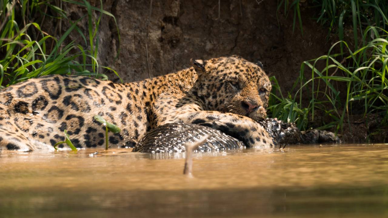 Onça-pintada ataca jacaré e o domina com um único movimento