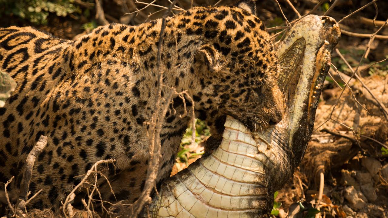 Onça se preparava para jantar jacaré, mas acaba ”pescando” outra coisa