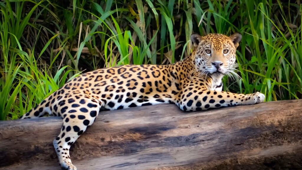 O bicho que fez uma onça desistir da caçada com um golpe só