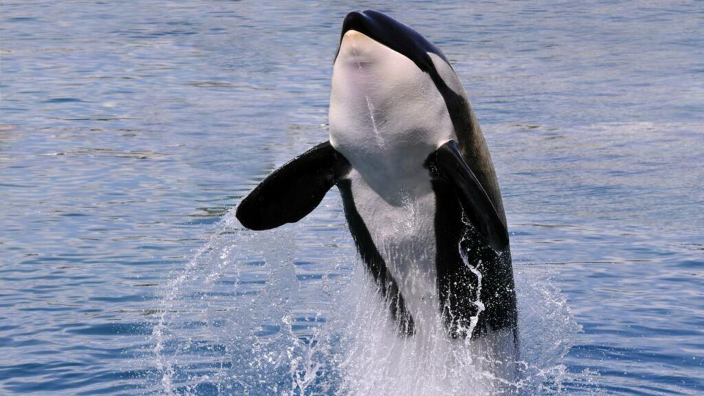 Vídeo surpreendente registra orcas caçando tubarões-brancos