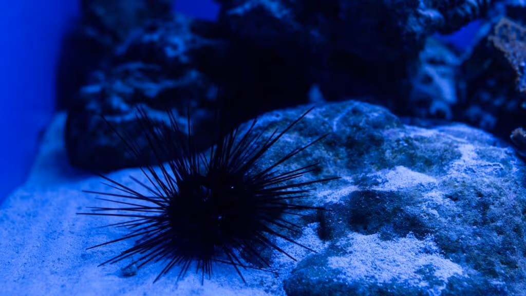 Existe uma criatura do mar cujo corpo inteiro funciona como cérebro