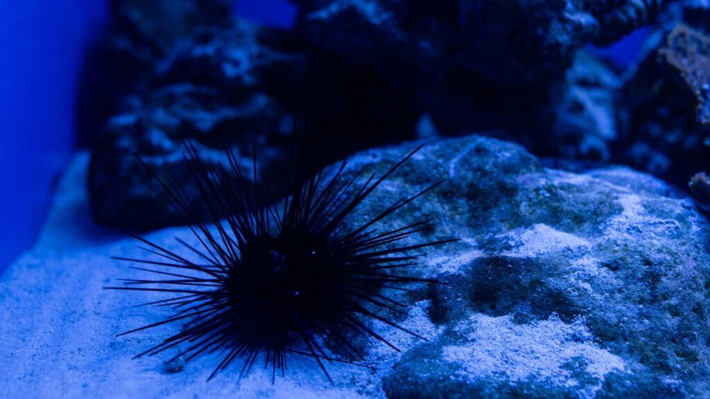 Existe uma criatura do mar cujo corpo inteiro funciona como cérebro