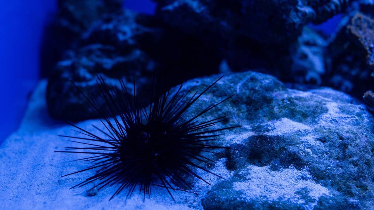 Existe uma criatura do mar cujo corpo inteiro funciona como cérebro