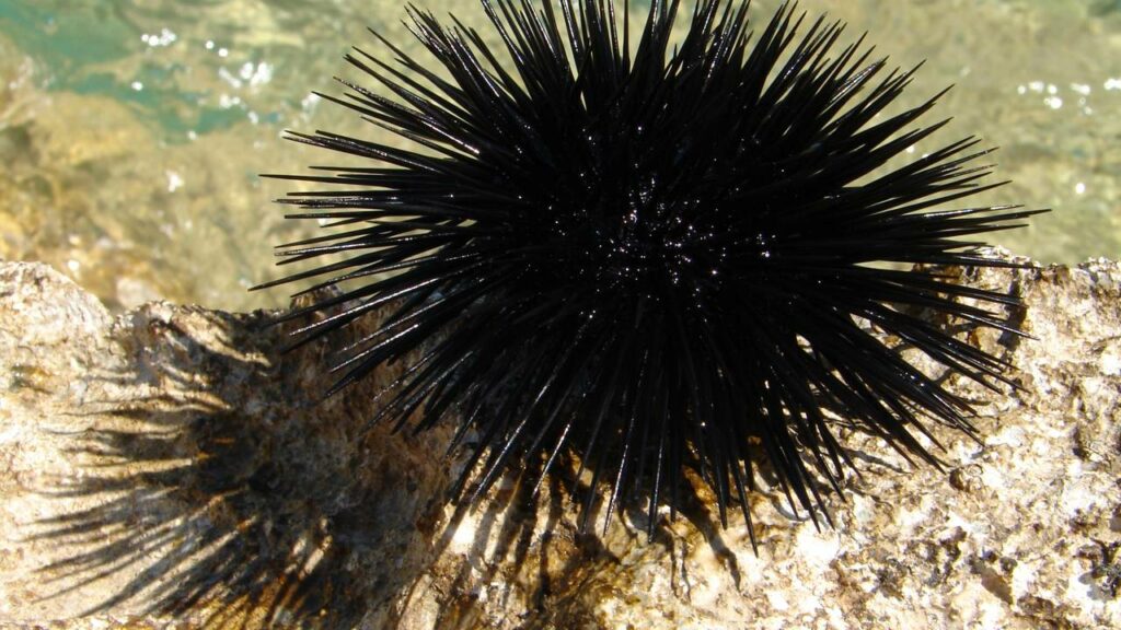 Existe uma criatura do mar cujo corpo inteiro funciona como cérebro