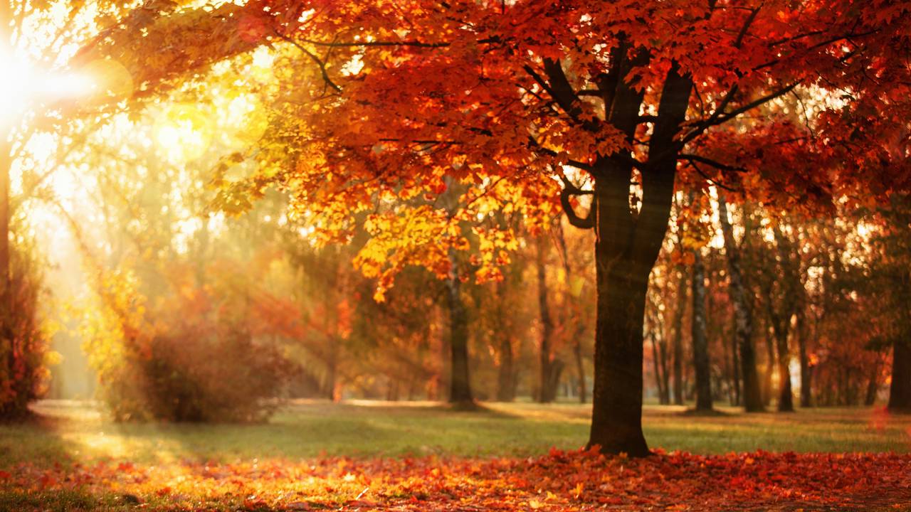 O sinal invisível que faz folhas mudarem de cor no outono