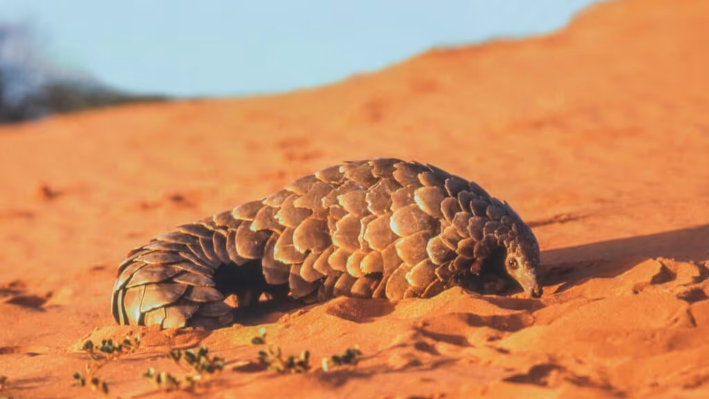 Pangolim, o animal “mais estranho” do mundo está em extinção