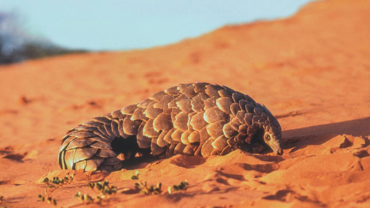 Pangolim, o animal “mais estranho” do mundo está em extinção