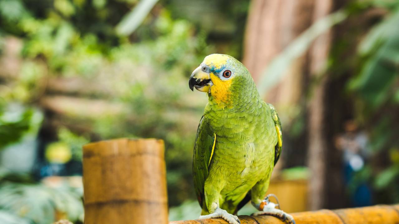 A verdade sobre como papagaios imitam sua voz sem ter cordas vocais