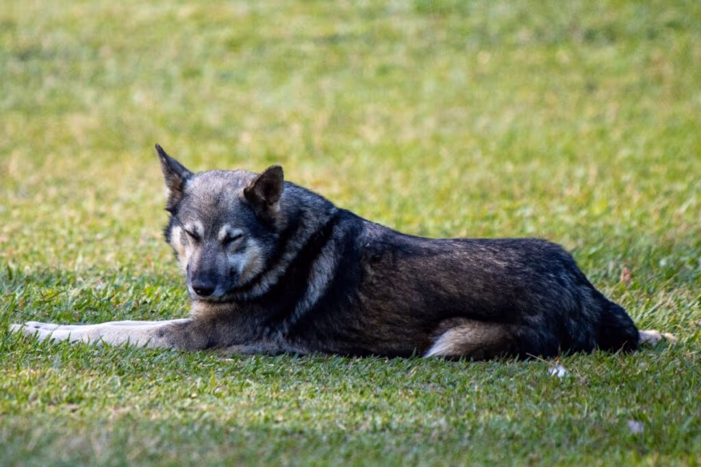 Pastor da Mantiqueira: conheça raça de cachorro que se destaca pela inteligência