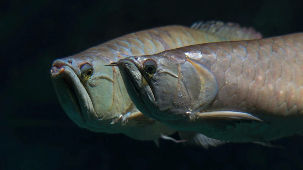 A pesca na Amazônia não é apenas uma atividade, mas uma aventura perigosa
