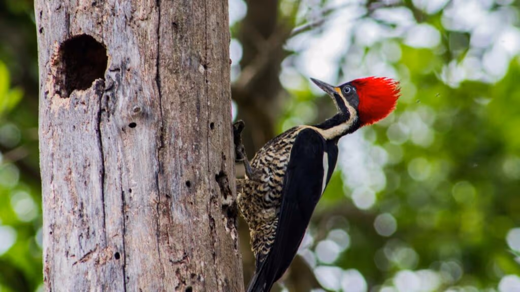 Esse animal saiu diretamente de um desenho animado e impressiona com suas habilidades