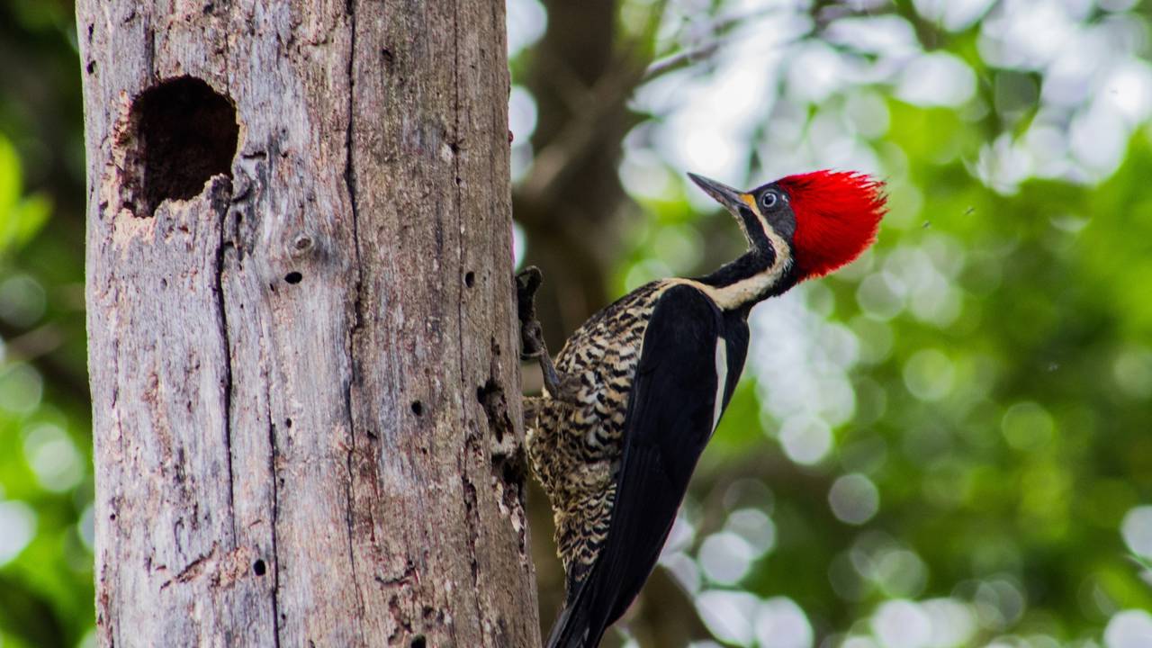 Esse animal saiu diretamente de um desenho animado e impressiona com suas habilidades