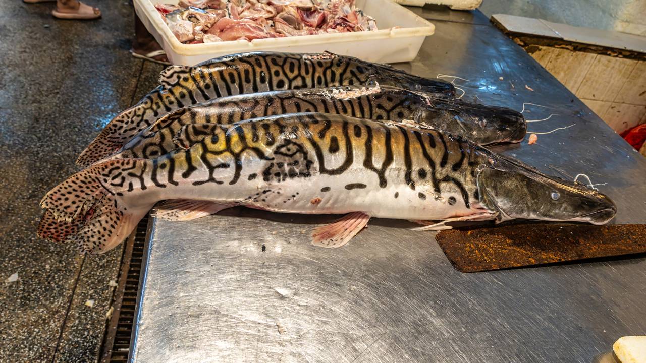 Peixe gigante com mais de 2 metros e 100 kg é eleito o maior predador da Amazônia