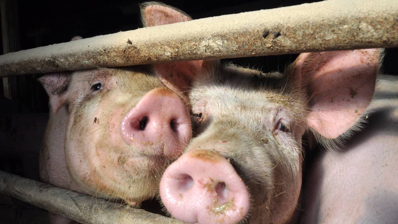 Peste suína africana volta a assombrar após 30 anos