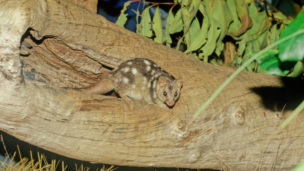 Câmera captura retorno de raro predador que parecia extinto