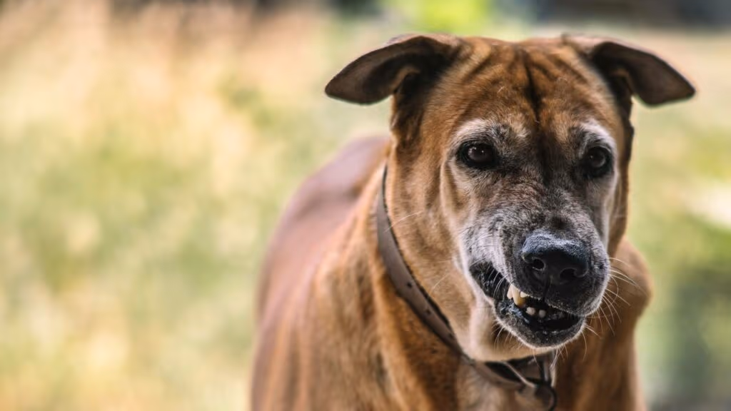 Essa doença pode ser fatal e está mais perto do seu pet do que você imagina