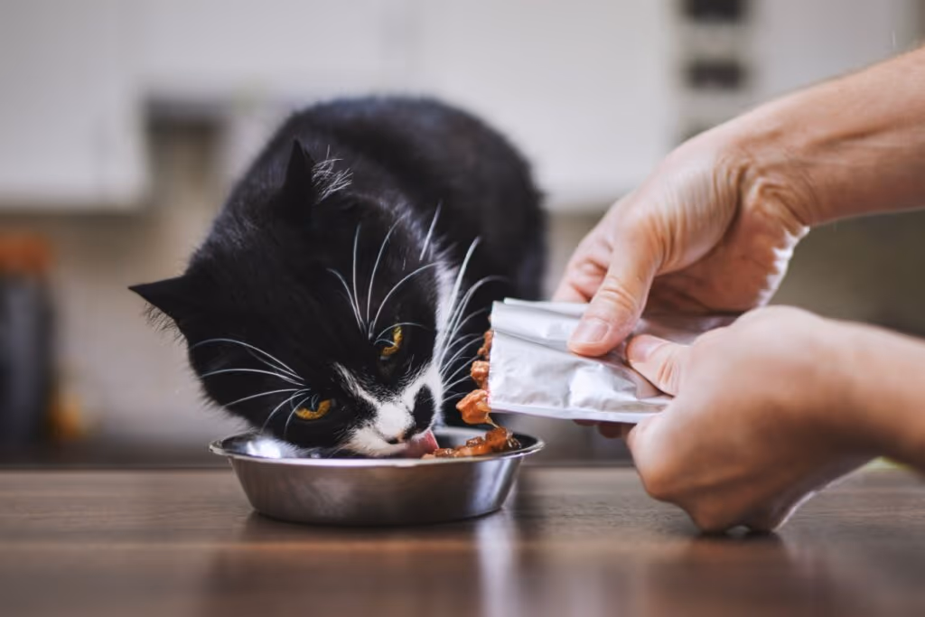 Gato pode comer doce? Entenda os riscos do açúcar para o animal