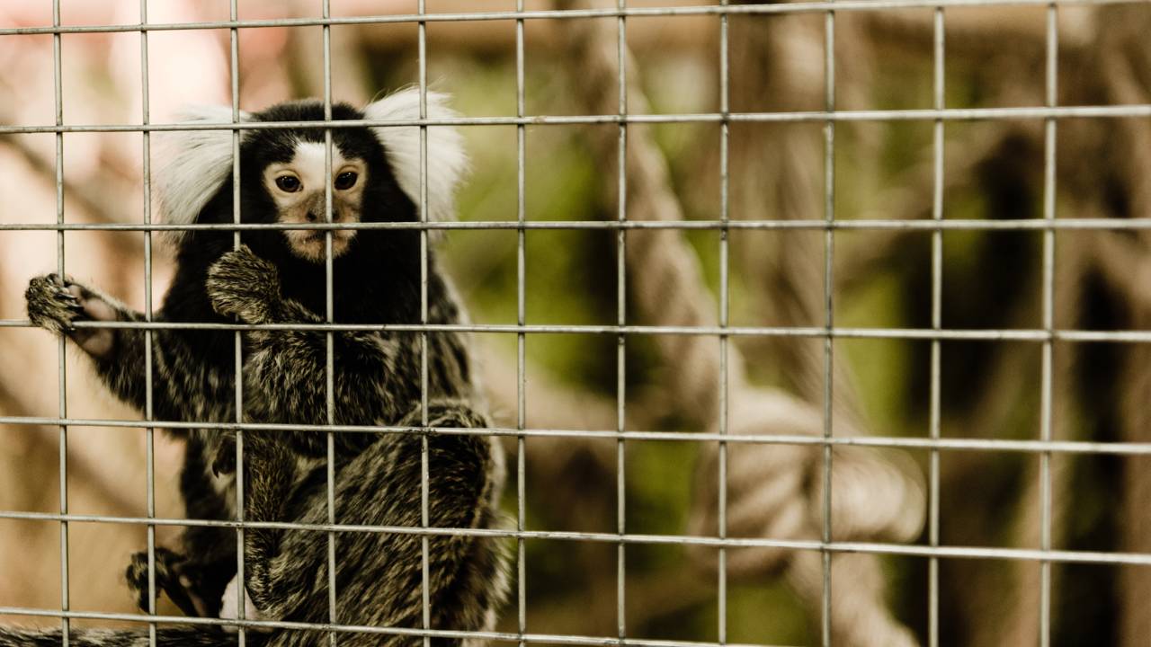 O momento mágico em que os filhotes de sagui são devolvidos a mãe após cuidados médicos