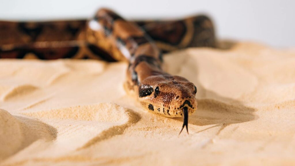 Câmera flagra o momento exato em que o veneno escorre da cobra
