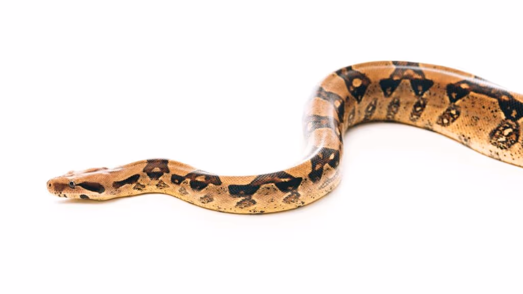 Cobra de dois metros surpreende morador no quintal de casa