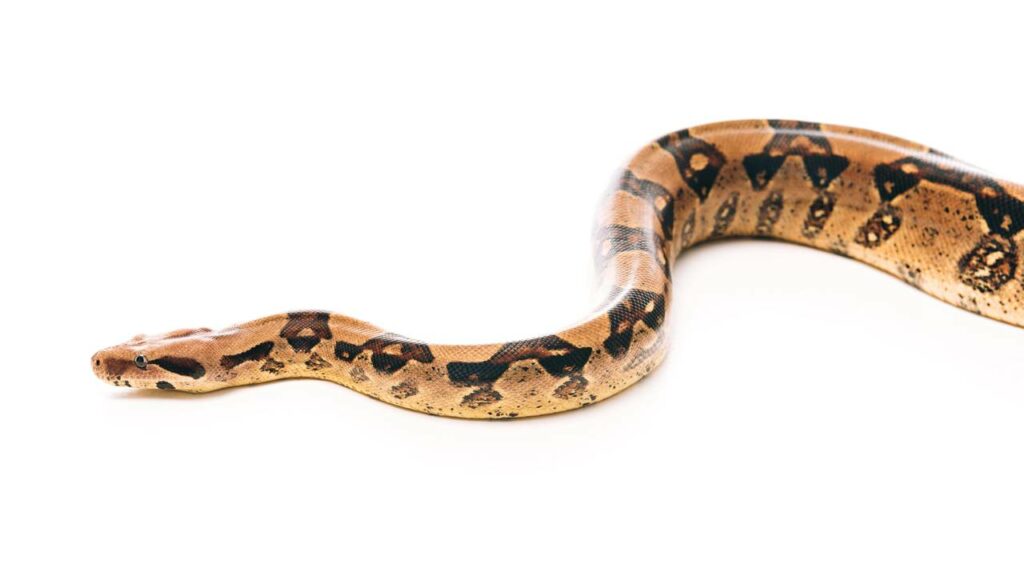 Cobra de dois metros surpreende morador no quintal de casa