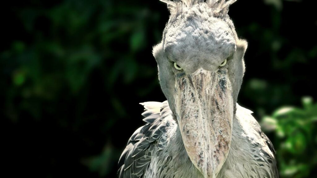 Ave gigante está ameaçada de extinção e só existe uma dela no país