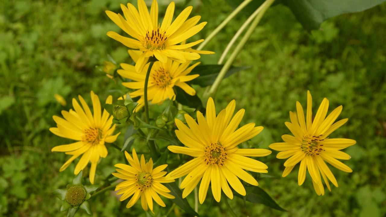 A planta mais valiosa que o ouro e que desapareceu para sempre
