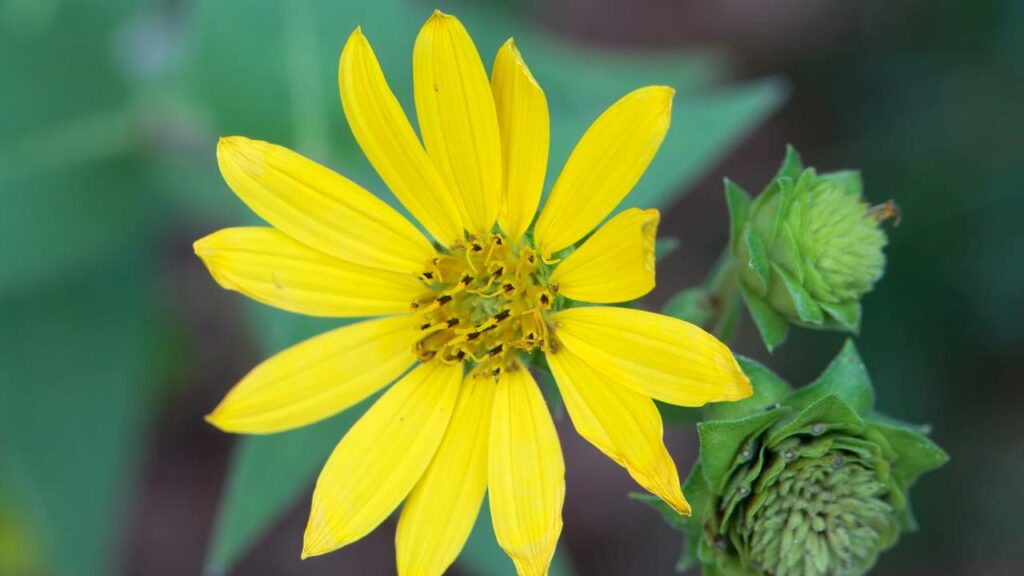 A planta mais valiosa que o ouro e desapareceu para sempre