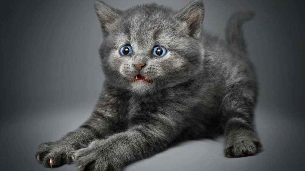 Vídeo mostra animais se assustando sem motivo e encanta a internet